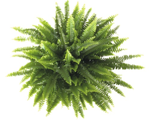 Pohľad zhora na zelenú papraď