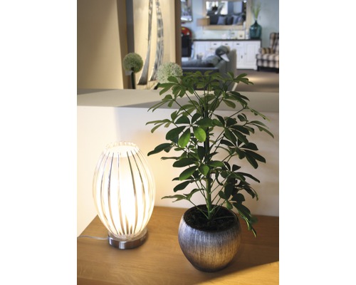 Dekoratívne aranžmán so izbovou rastlinou v kvetináči a stolnou lampou