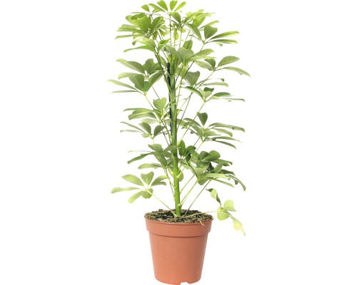 Šeflera dlaňolistá FloraSelf Schefflera arboricola „Nora“ 45-55 cm Ø 13 cm kvetináč