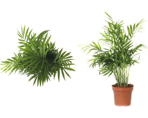 Dve arekové palmy, jedna zhora a jedna v kvetináči