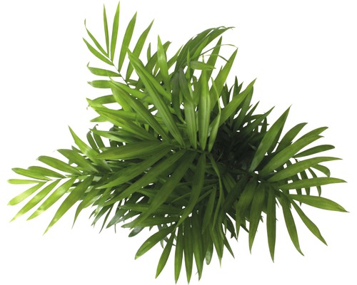 Izbová palma z vtáčej perspektívy