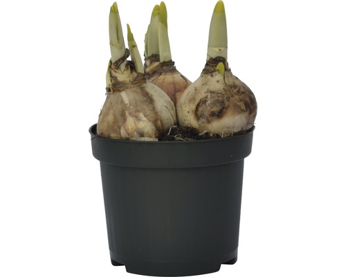 Cibuľky narcisov v čiernom kvetináči