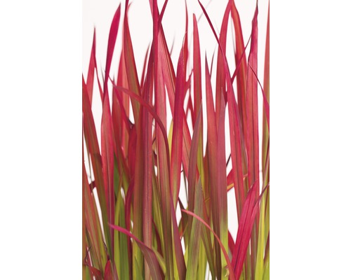 Detail okrasnej trávy s červenými listami