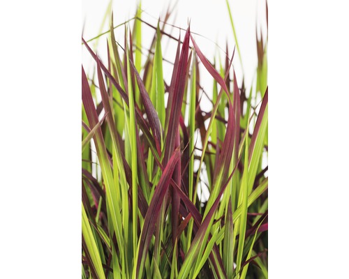 Ozdobnica čínska s červenými a zelenými listami