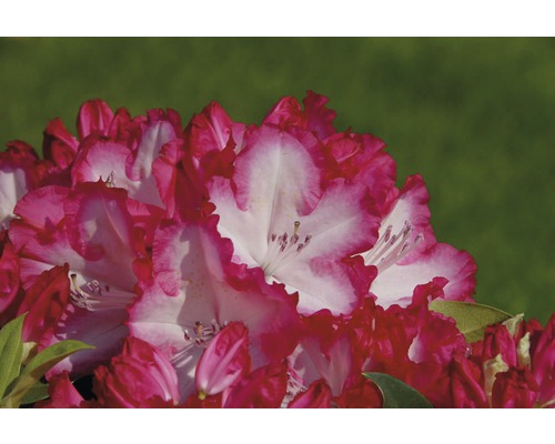 Detail kvetu rododendronu