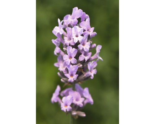 Detailný záber kvetu levandule