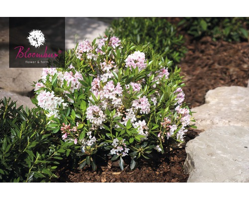 Kvitnúci trpasličí rododendron v záhradnom záhone