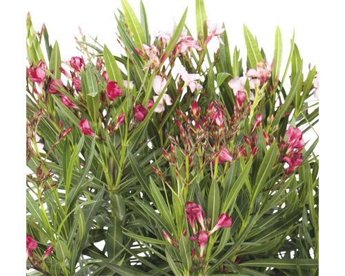 Oleander s kvetmi a listami