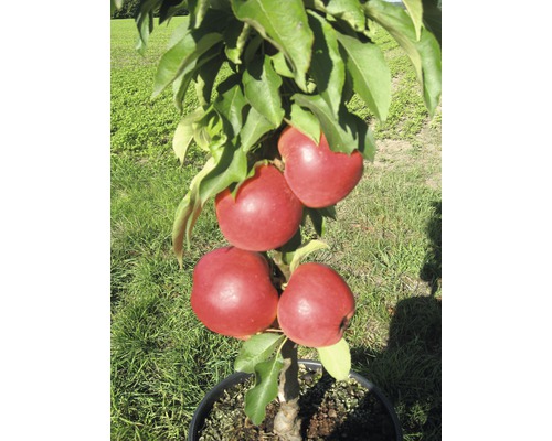 Jabloň stĺpovitá zakrpatená FloraSelf Bio Malus Starline 'Red Crimson' 60-80 cm kvetináč 7,5 l