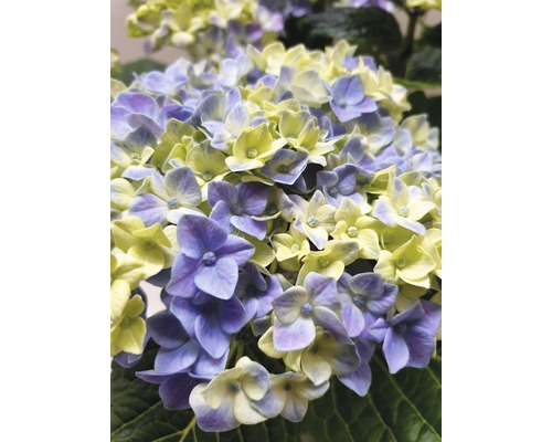 Detailný záber na hortenziu s kvetmi