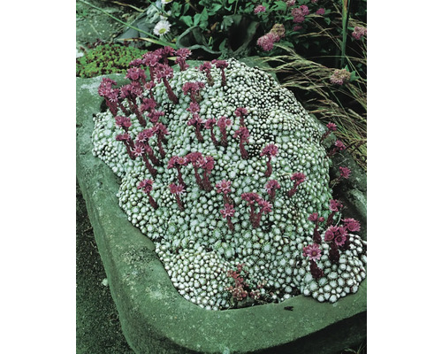 Kvitnúca vankúšová trvalka v kamennom koryte