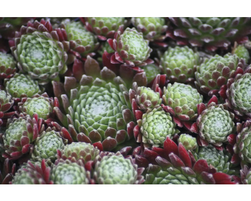 Detailný záber rastlín skalnice