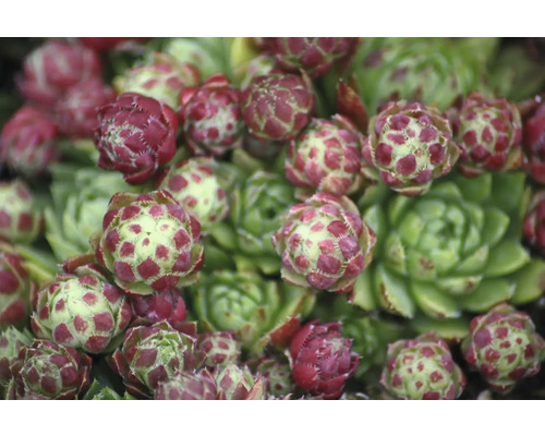 Detailný záber rastliny skalnica