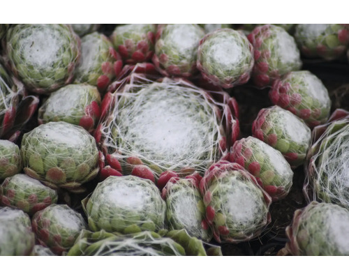 Detailný záber niekoľkých rastlín skalnice