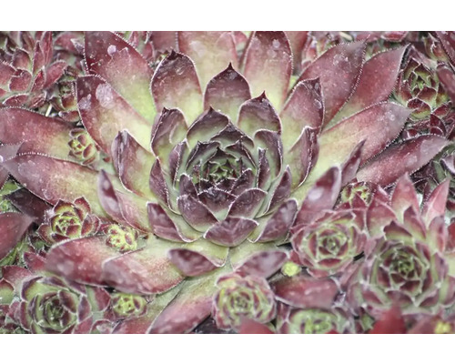 Detailný záber rastliny skalnice