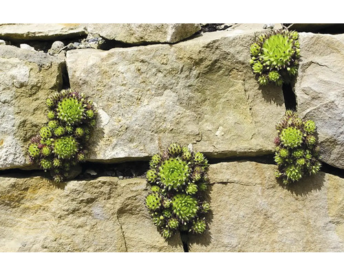 Rastliny skalnice na kamennej stene