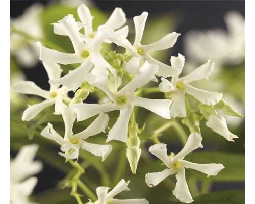 Jazmínovník, jazmínovka FloraSelf Trachelospermum jasminoides 50-70 cm kvetináč 2,3 l
