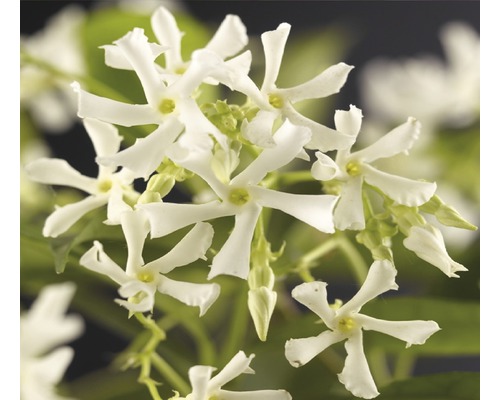 Jazmínovka vonná FloraSelf Trachelospermum jasminoides výška cca 75 cm kvetináč 4 l Kvety jazmínu hviezdokvetého zblízka