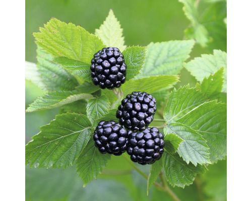 Ostružina černicová Rubus fruticosus 'Asterina' 40-60 cm kvetináč 2 l