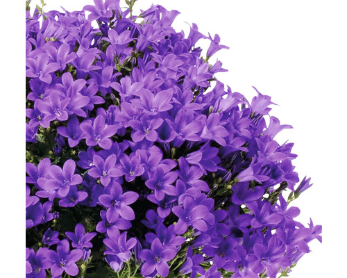 Detail rastliny Campanula glomerata s mnohými kvetmi