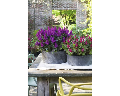 Záhradné zátišie s dvoma okrasnými rastlinami v okrúhlych kvetináčoch na drevenom stole