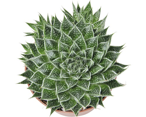 Aloe aristata izbová rastlina v kvetináči