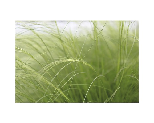 Detailný záber Jemná kavyľ v záhrade