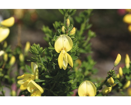 Prútnatec metlovitý žltý na kmínku FloraSelf Cytisus scoparius Luna výška kmene 60 cm kvetináč 4 l