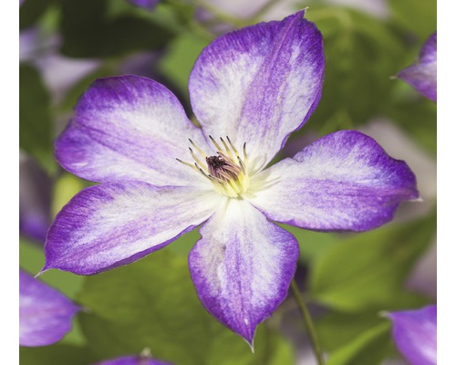 Plamienok FloraSelf Clematis kultivar 'Pernille PBR' 50-70 cm kvetináč 2,3 l