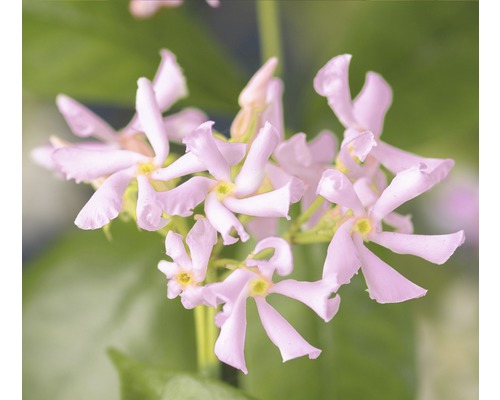 Jazmínovka FloraSelf Trachelospermum asiaticum 'Pink Air' výška 50-70 cm kvetináč 2,3 l