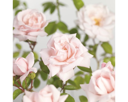 Ruža pnúca FloraSelf Rosa 'New Dawn' 50-80 cm kvetináč 3 l