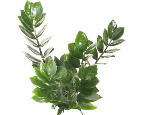 Izbová rastlina Zamioculcas so zelenými listami
