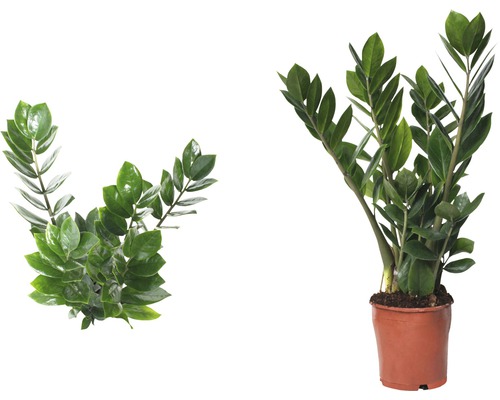 Zamioculcas izbová rastlina v kvetináči