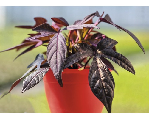 Ozdobná rastlina s tmavými listami v kvetináči
