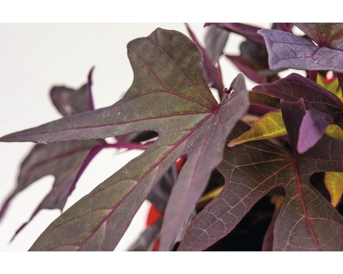 Detail listov batatov