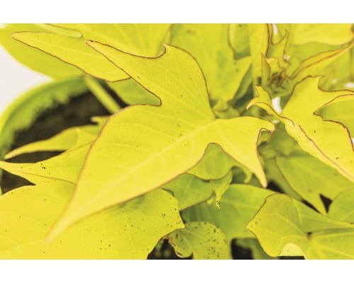 Okrasná rastlina batáty s listami v kvetináči