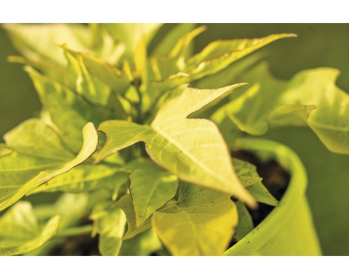 Rastlina sladkého zemiaku v kvetináči