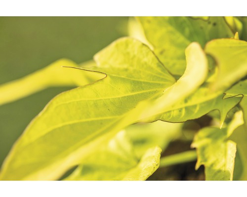 Detailný záber zelených rastlinných listov