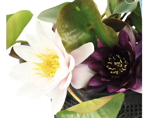 Detailný záber lekien s bielymi a fialovými kvetmi v kvetináči