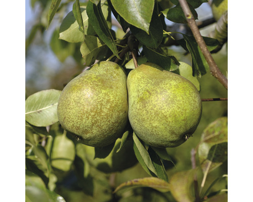 Hruška FloraSelf Pyrus communis 'Köstliche von Charneux' cca 120 cm kvetináč 7,5 l