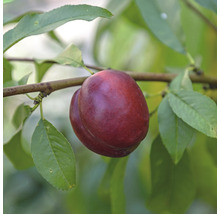 Nektárinka trpasličia Prunus persica nucipersica 'Nektarella' kmeň 40 cm celková výška cca 60-80 cm kvetináč 7,5 l samoopelivá-thumb-0