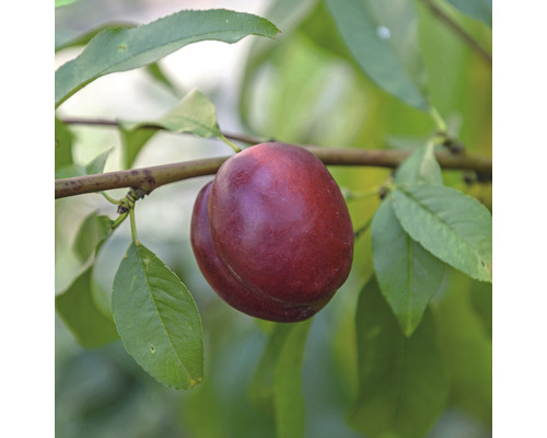 Nektárinka trpasličia Prunus persica nucipersica 'Nektarella' kmeň 40 cm celková výška cca 60-80 cm kvetináč 7,5 l samoopelivá-0