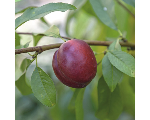 Nektarinka trpasličia FloraSelf Bio Prunus persica nucipersica 'Nektarella' kmeň 40 cm celková výška cca 60-80 cm kvetináč 7,5 l samoopelivá Nektarinka na strome