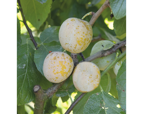 Ringlota zakrpatená Prunus domestica 'Golden Crimson' kmienok 40 cm celková výška cca 60-80 cm kvetináč 7,5 l samosprašná