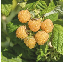 Maliník jesenný žltý FloraSelf Rubus idaus 'Fallgold' 40-50 cm kvetináč 2 l