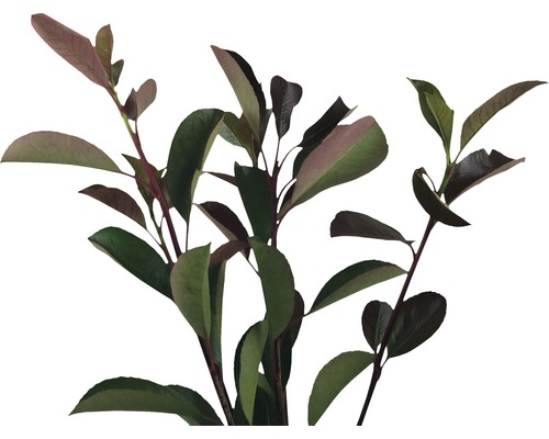 Na obrázku sú vetvy hlohyne s listami.