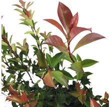 Photinia so zelenými a červenými listami