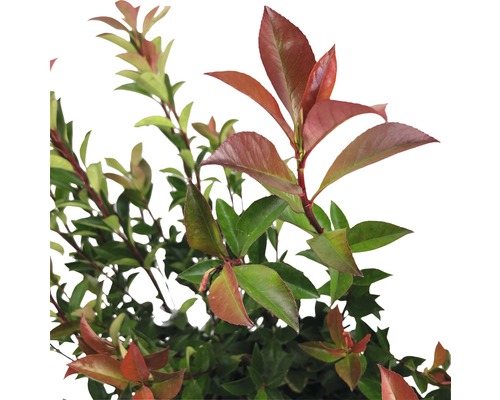 Photinia so zelenými a červenými listami