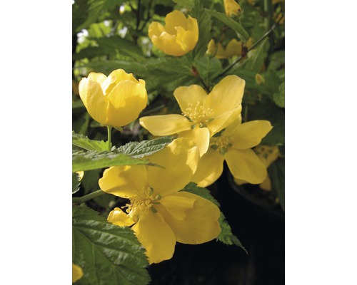 Kéria japonská FloraSelf Kerria japonica „Golden Guinea“ 60-80 cm kvetináč 4,5 l