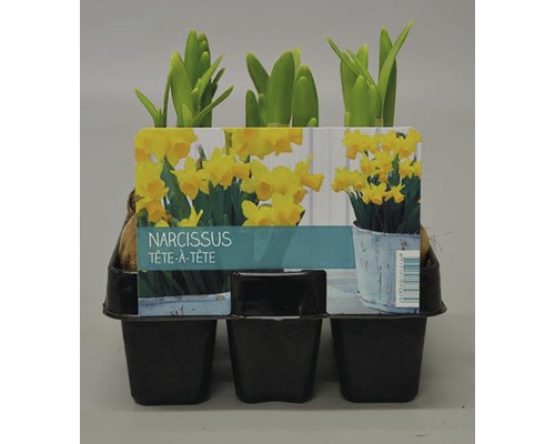 Narcis FloraSelf Narcissus pseudonarcissus „Tete a Tete“ 6 ks v balení